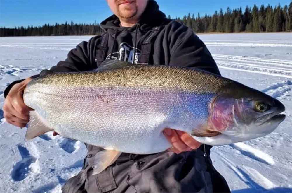 Blog How Big Do Rainbow Trout Get